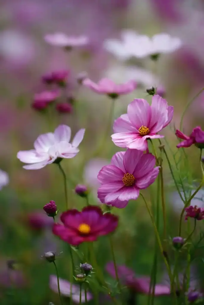 Watering Needs for Cosmos
