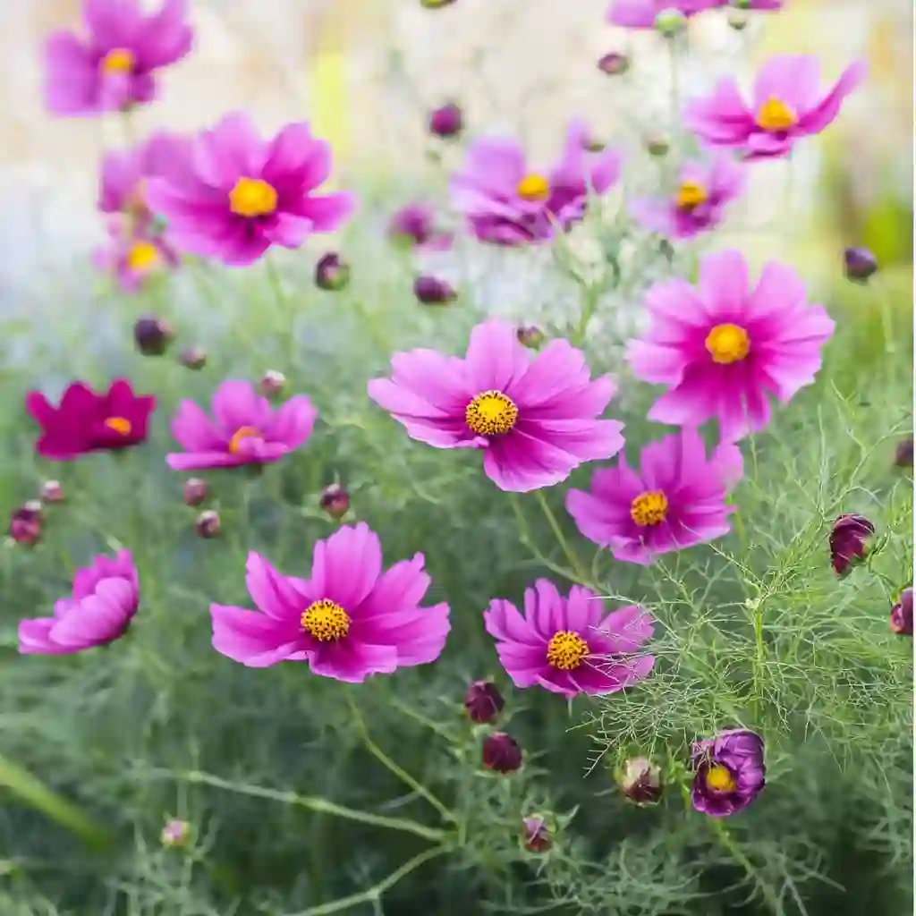 How to Grow Stunning Cosmos Flowers: A Complete Guide A meadow of pink and white Cosmos swaying in the breeze, alive with fluttering butterflies—nature’s proof of their pollinator appeal.