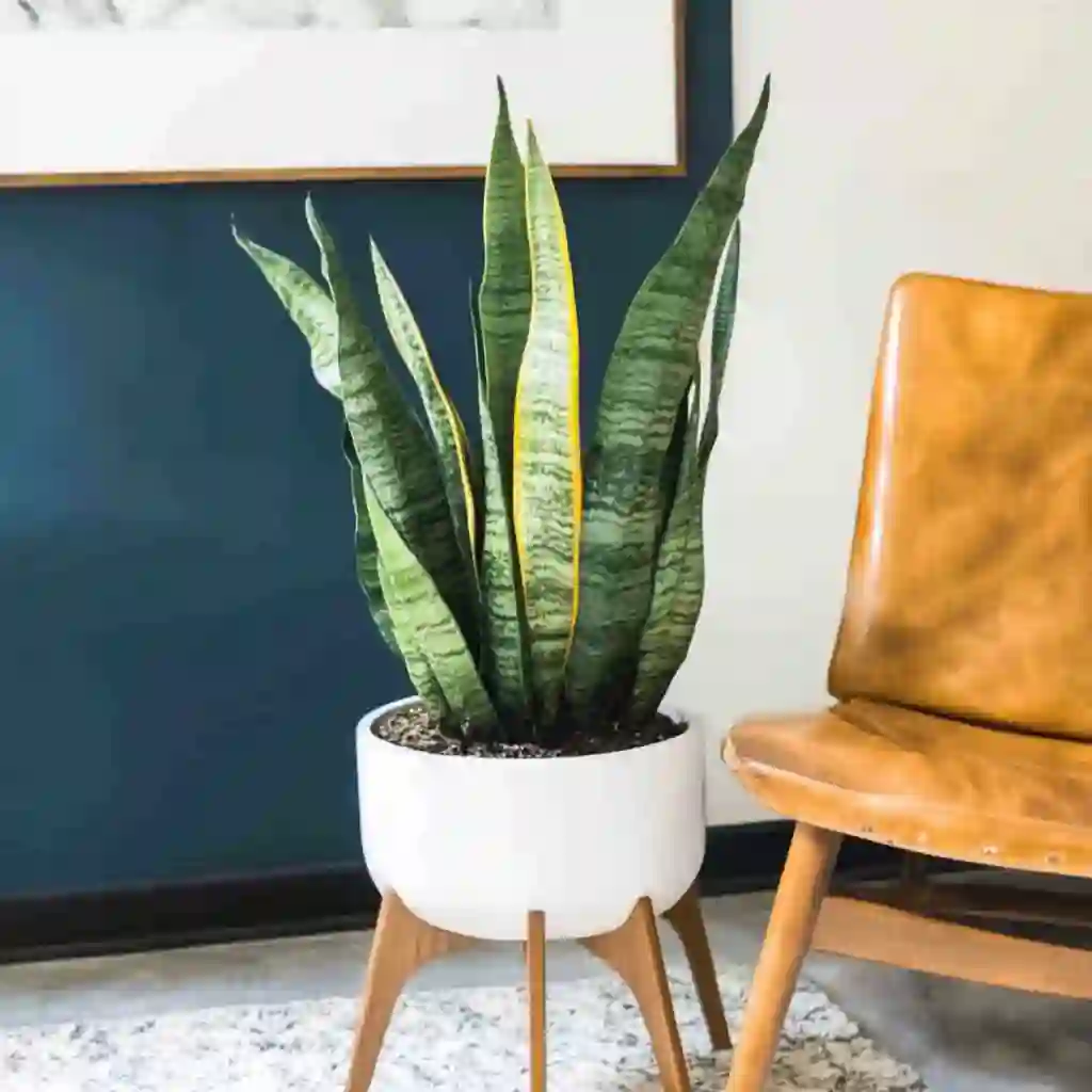 Snake Plant Care