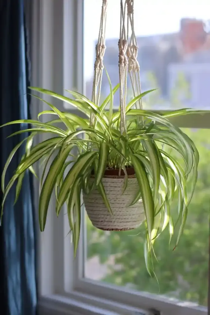 Spider Plant Care