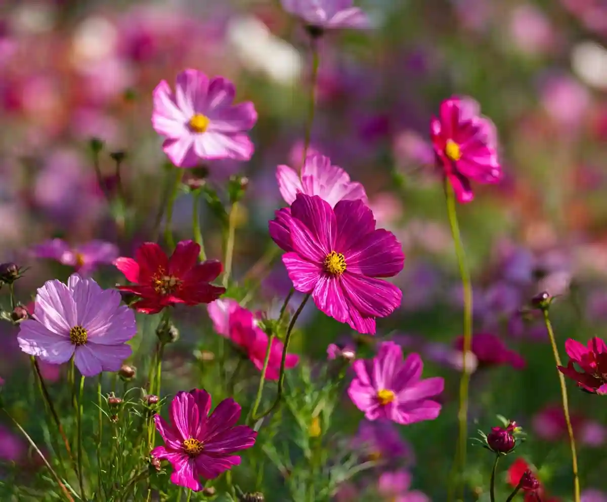 16 Best Shrubs For Front of House to Boost Your Curb Appeal 41 How to Grow Stunning Cosmos Flowers: A Complete Guide