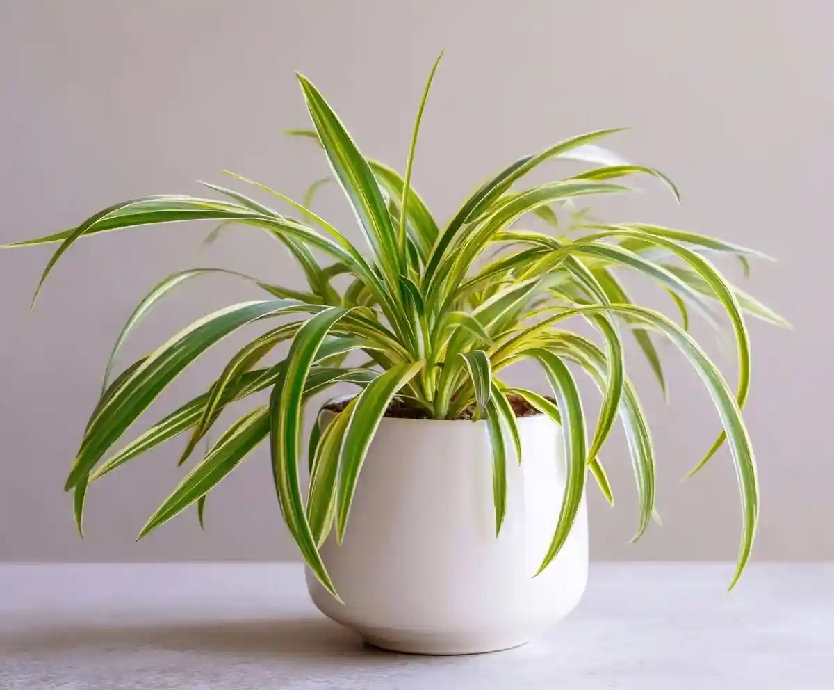spider plant