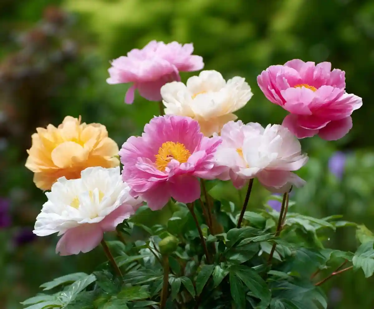 16 Best Shrubs For Front of House to Boost Your Curb Appeal 40 Peonies Bloom Guide: When & How to Keep Them Thriving