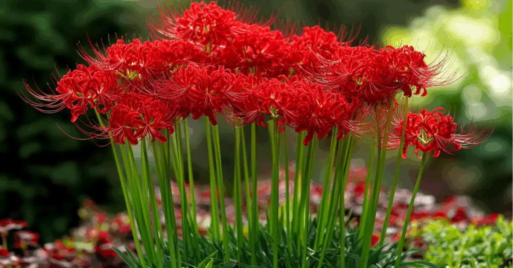 How to Grow and Care for Spider Lilies (Lycoris radiata) a group of red flowers