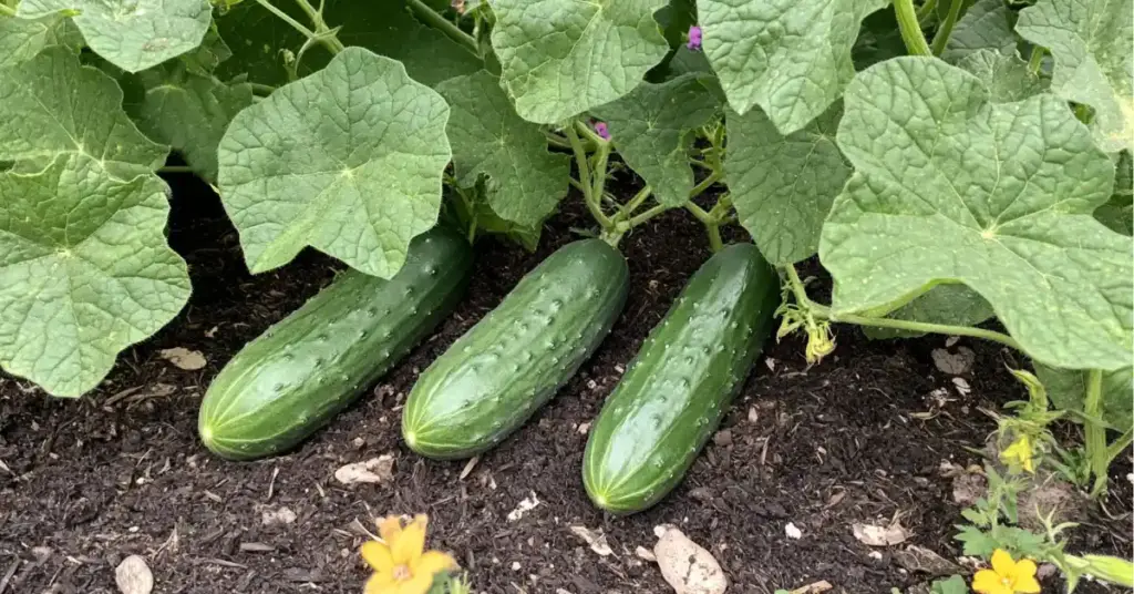 10 Best Vegetables to Grow for Beginner Gardening Vegetables to grow