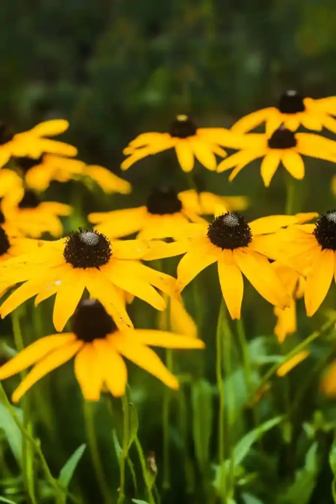 16 Stunning Drought-Tolerant Plants to Brighten Your Garden with Less Water 1. Black-Eyed Susan (Rudbeckia hirta)