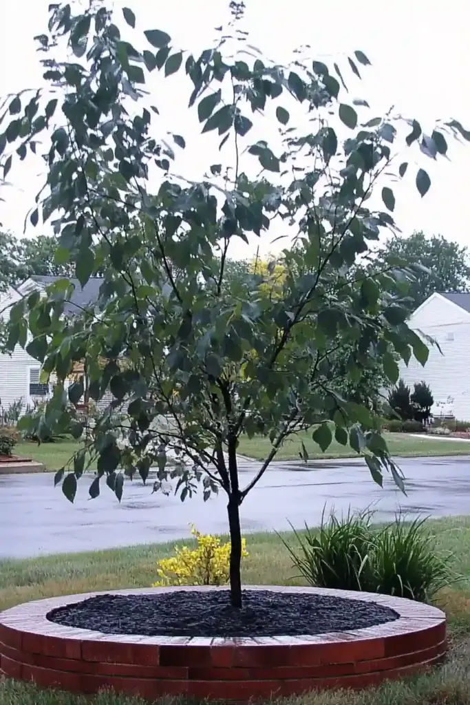 10 Easy-Care Trees for a Beautiful Front Yard 9. Serviceberry (Amelanchier spp.)