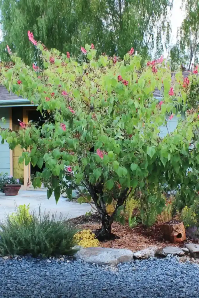 10 Easy-Care Trees for a Beautiful Front Yard 6. Redbud (Cercis canadensis)