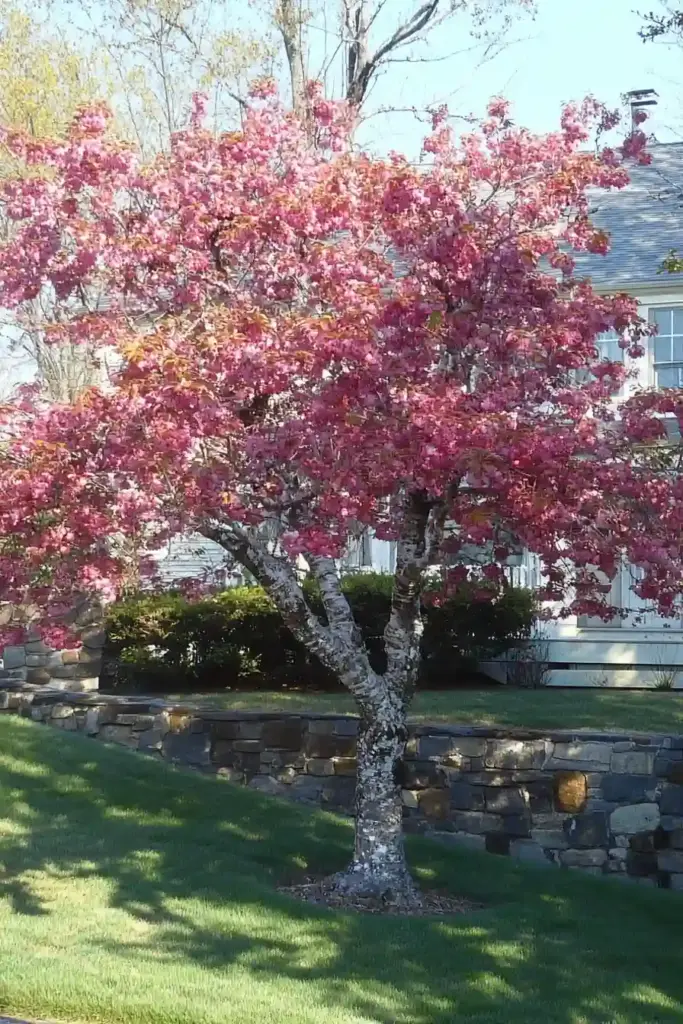 10 Easy-Care Trees for a Beautiful Front Yard 5. Flowering Cherry (Prunus spp.)