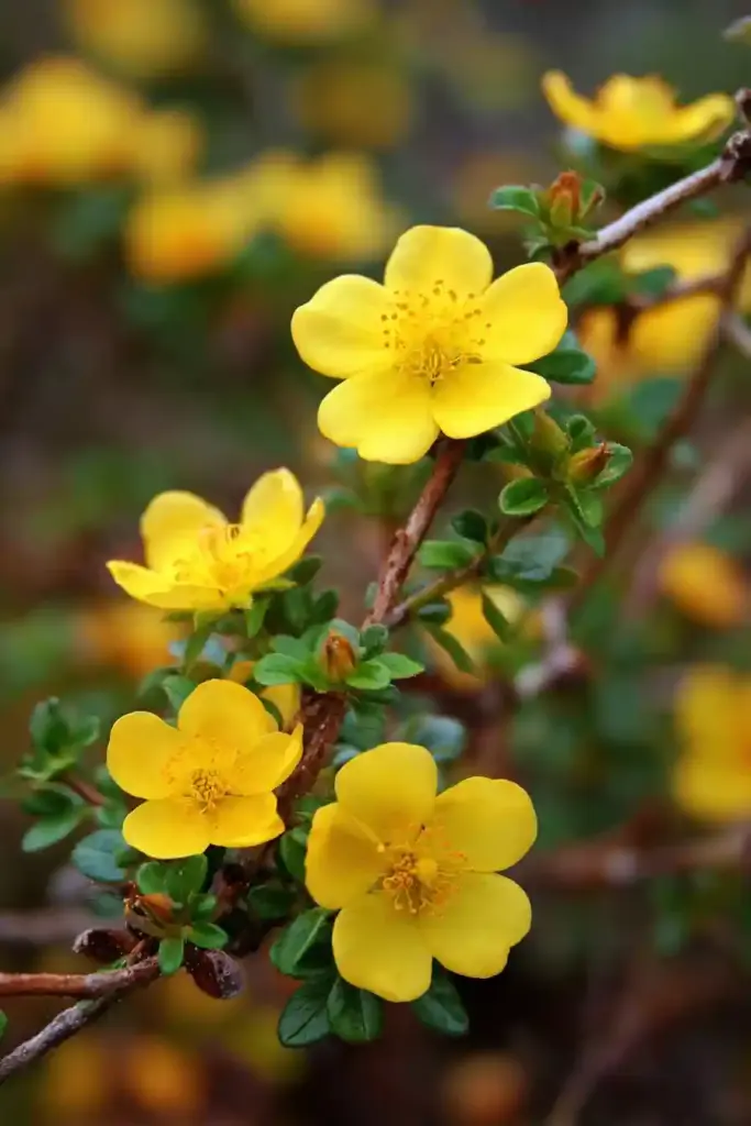  Potentilla (Potentilla fruticosa)