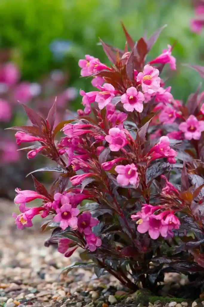 Dwarf Weigela (Weigela florida ‘Minuet’ or ‘Spilled Wine’)