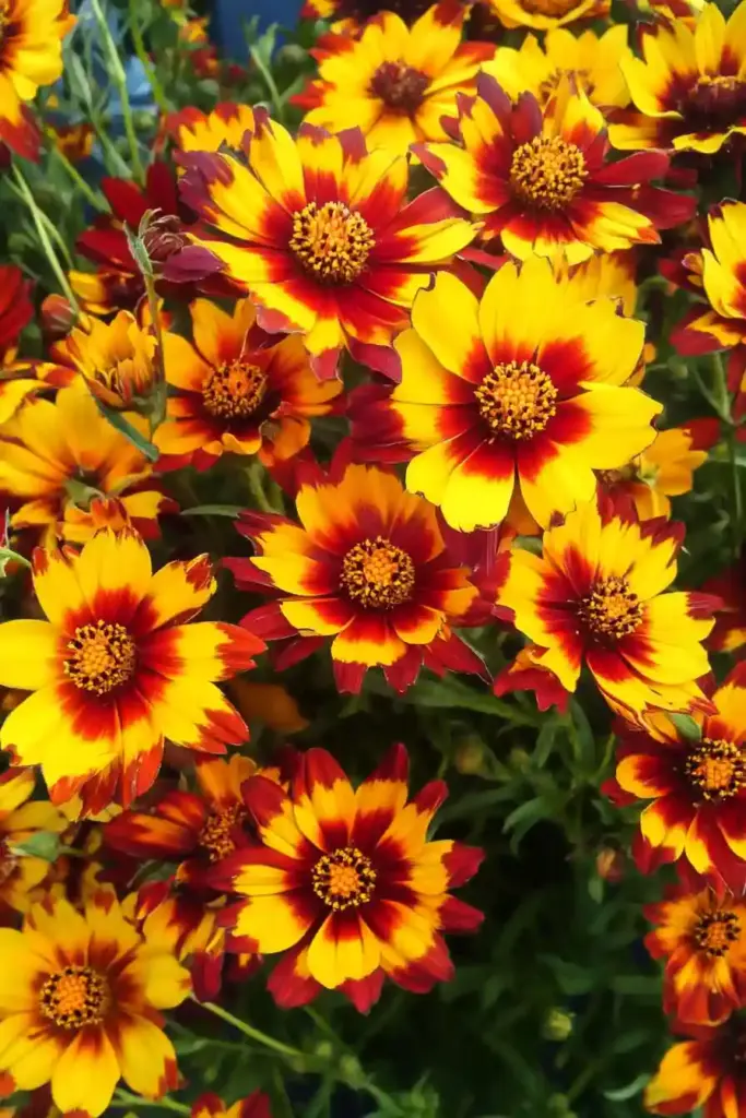Create an English Garden with These 14 Classic Flowers 🌼 11. Coreopsis – Sunny Blooms That Keep on Giving