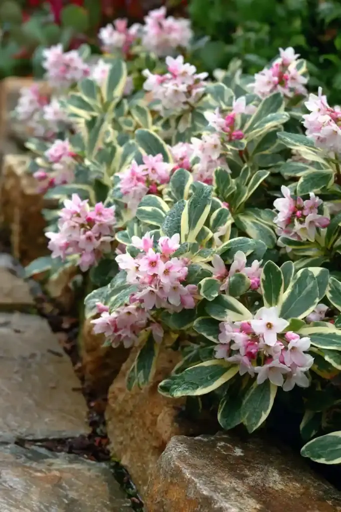 Daphne (Daphne odora