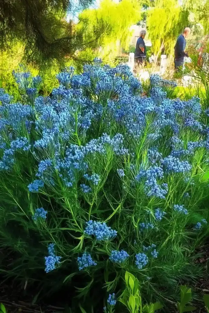 15 Best Perennial Plants To Use For Borders 🌼 3. Hubricht’s Bluestar: Subtle Spring Beauty & Fall Flair
