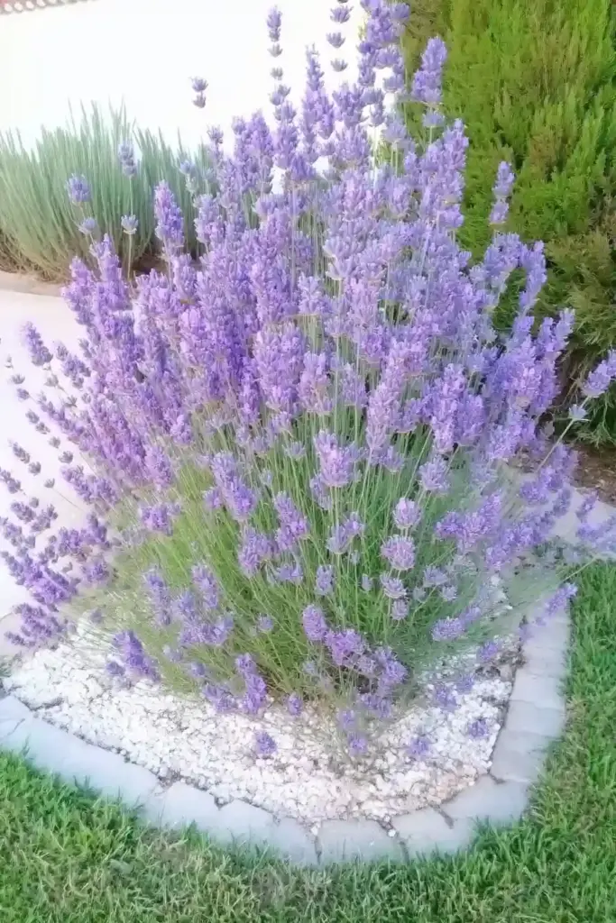 15 Best Perennial Plants To Use For Borders 🌸 1. Lavender: Fragrance and Elegance in Every Border