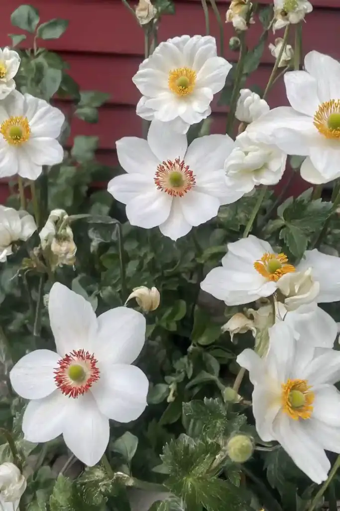 15 Best Perennial Plants To Use For Borders 🌸 14. Japanese Anemone: Late Bloomer With Grace
