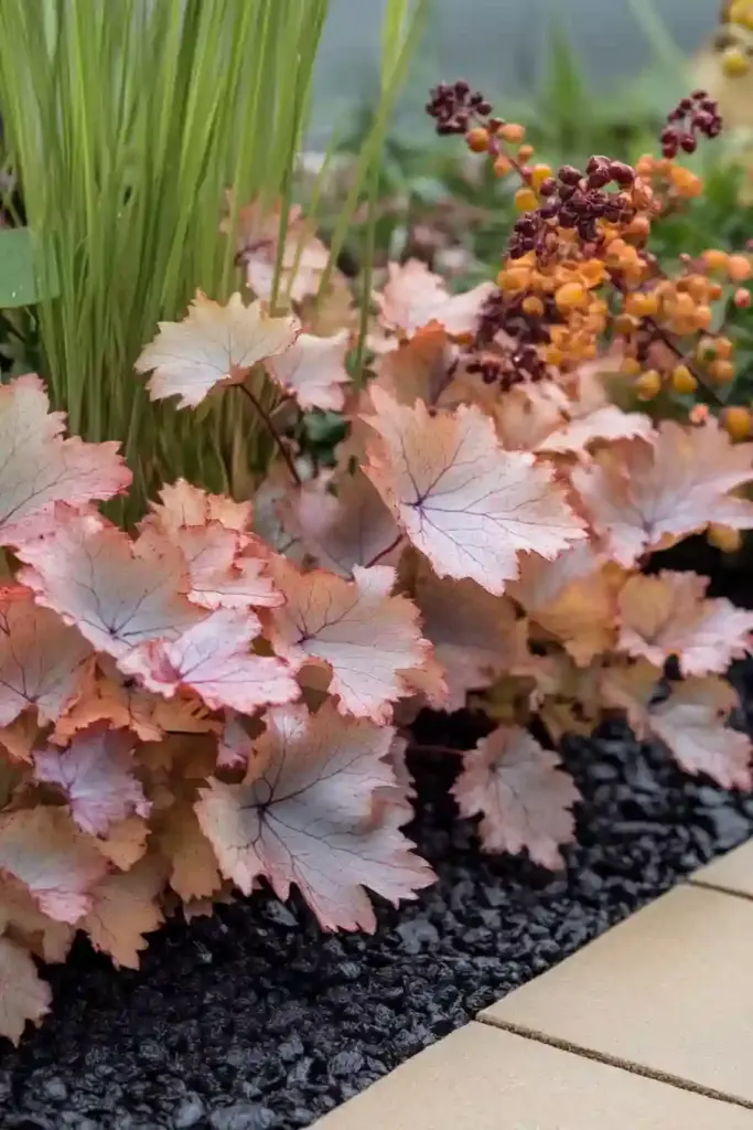 15 Best Perennial Plants To Use For Borders 🍁 11. Coral Bells: Foliage That Shines Year-Round