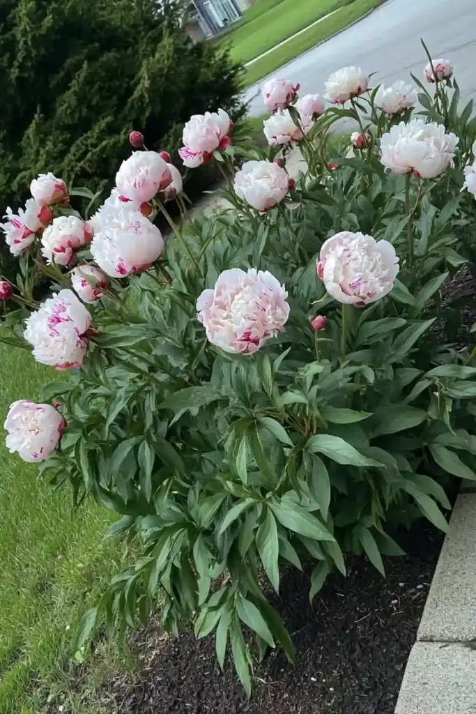 15 Best Perennial Plants To Use For Borders 🌺 9. Peonies: Timeless Elegance and Seasonal Drama