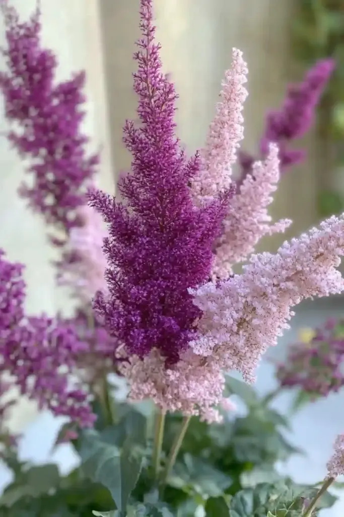 15 Best Perennial Plants To Use For Borders 🌫️ 8. Astilbe: Feathery Texture for Shady Borders