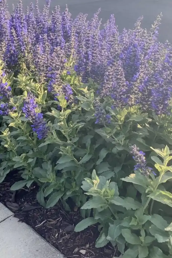 15 Best Perennial Plants To Use For Borders 🌿 2. Catmint: Soft Texture and Long-Lasting Color