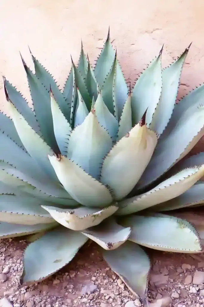 15 More Drought-Tolerant Plants That Thrive in Dry Gardens 15. Agave (Agave spp.)