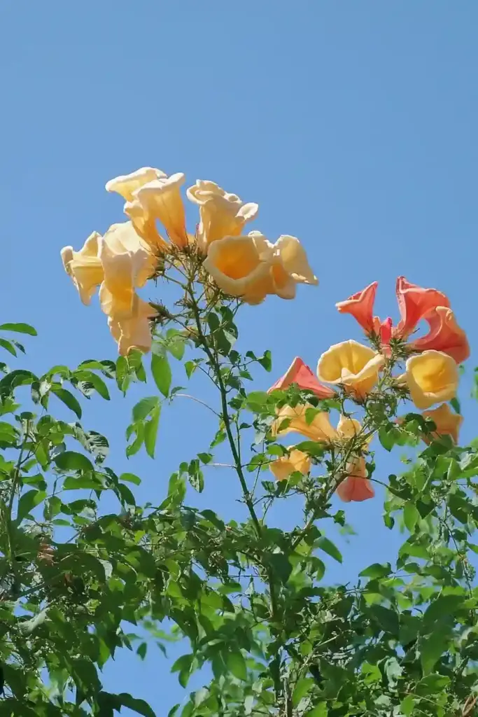 15 More Drought-Tolerant Plants That Thrive in Dry Gardens 8. Trumpet Vine (Campsis radicans)