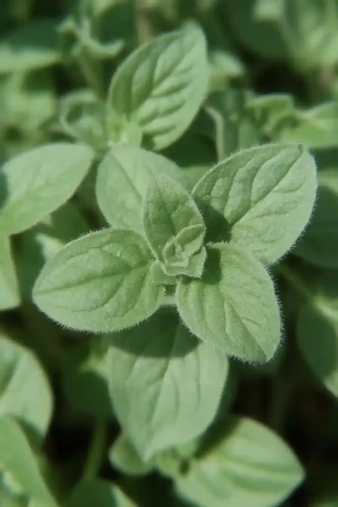 15 More Drought-Tolerant Plants That Thrive in Dry Gardens 2. Oregano (Origanum vulgare)