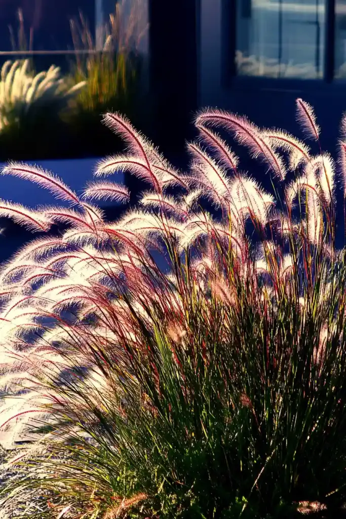 15 More Drought-Tolerant Plants That Thrive in Dry Gardens 7. Fountain Grass (Pennisetum setaceum)