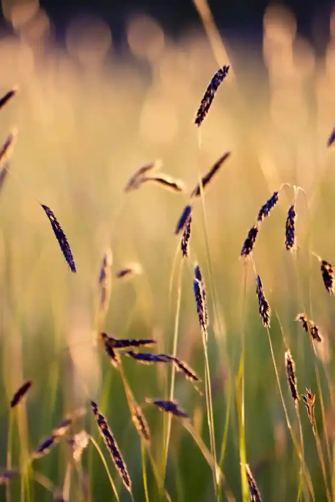 15 More Drought-Tolerant Plants That Thrive in Dry Gardens 6. Blue Grama Grass (Bouteloua gracilis)