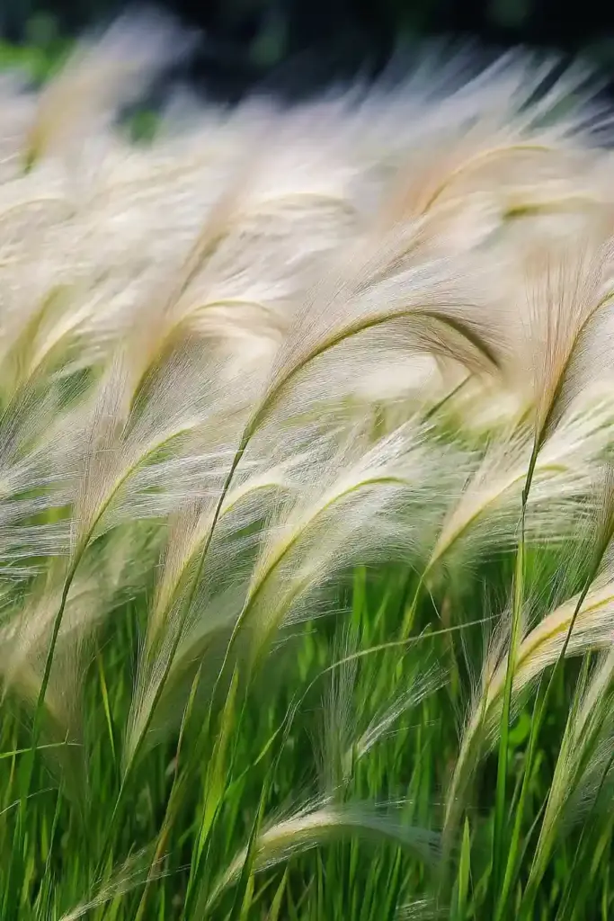 15 More Drought-Tolerant Plants That Thrive in Dry Gardens 5. Feather Grass (Stipa tenuissima)