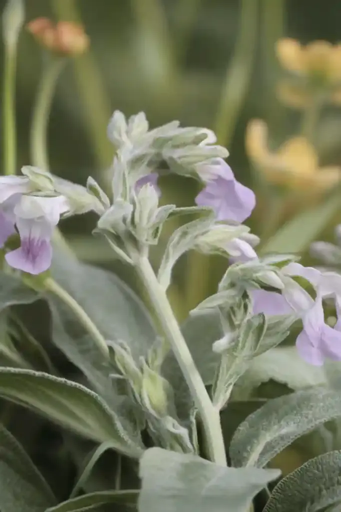 15 More Drought-Tolerant Plants That Thrive in Dry Gardens 3. Sage (Salvia officinalis)