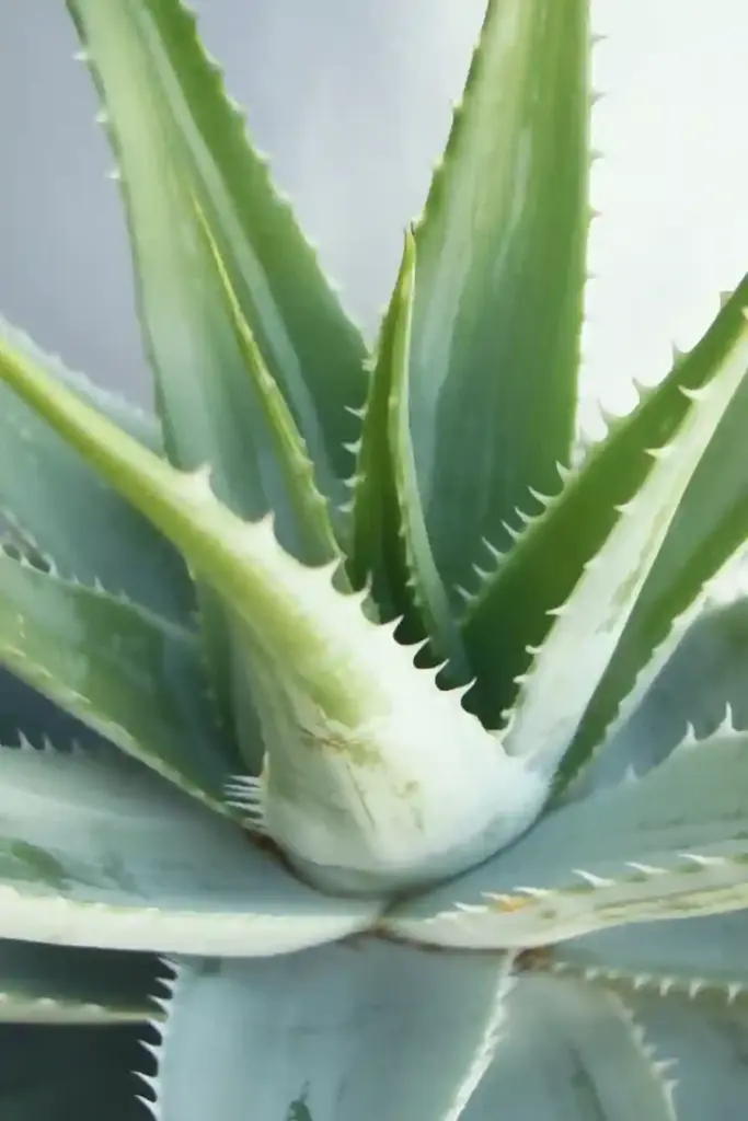 15 More Drought-Tolerant Plants That Thrive in Dry Gardens 14. Aloe Vera (Aloe barbadensis miller)