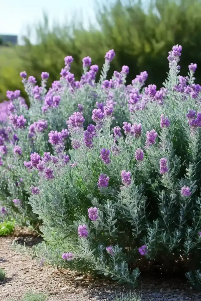 15 More Drought-Tolerant Plants That Thrive in Dry Gardens 13. Texas Sage (Leucophyllum frutescens)
