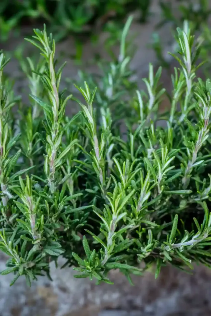 15 More Drought-Tolerant Plants That Thrive in Dry Gardens 1. Rosemary