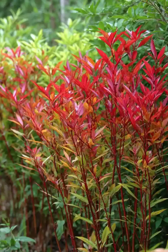 Heavenly Bamboo (Nandina domestica ‘Firepower’)