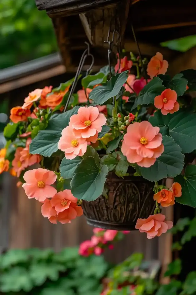 Begonias
