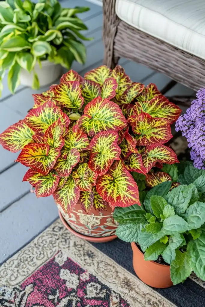 Coleus