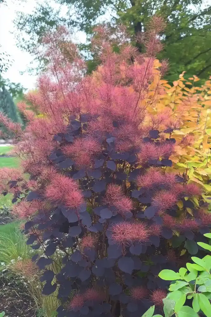 16 Best Shrubs For Front of House to Boost Your Curb Appeal 🌫️ 15. Smoke Bush (Cotinus coggygria)