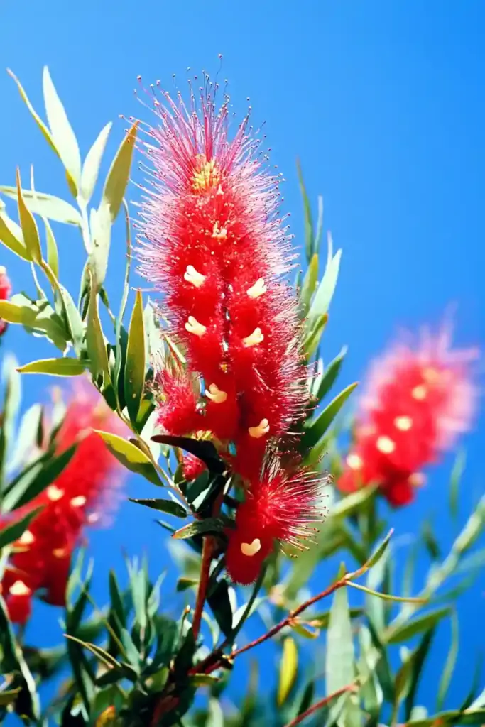 16 Best Shrubs For Front of House to Boost Your Curb Appeal 🔴 10. Bottlebrush (Callistemon spp.)