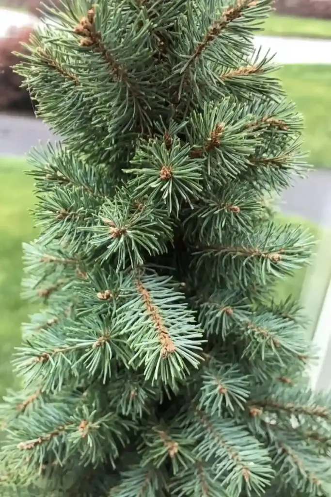 16 Best Shrubs For Front of House to Boost Your Curb Appeal 🌲 14. Dwarf Alberta Spruce (Picea glauca ‘Conica’)
