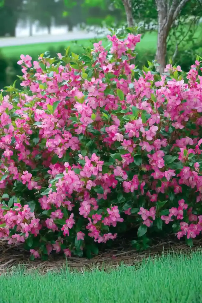 16 Best Shrubs For Front of House to Boost Your Curb Appeal 💗 8. Weigela (Weigela spp.)