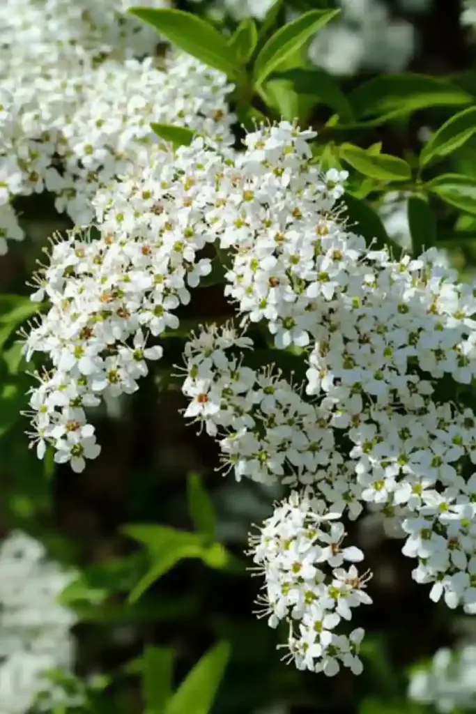 16 Best Shrubs For Front of House to Boost Your Curb Appeal 🌿 9. Spirea (Spiraea spp.)