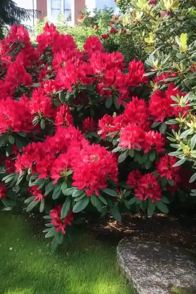 16 Best Shrubs For Front of House to Boost Your Curb Appeal 🌷 16. Rhododendron (Rhododendron spp.)