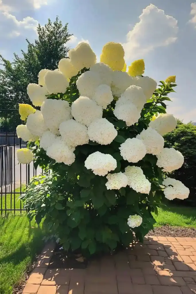 16 Best Shrubs For Front of House to Boost Your Curb Appeal 🌼 4. Hydrangea (Hydrangea spp.)