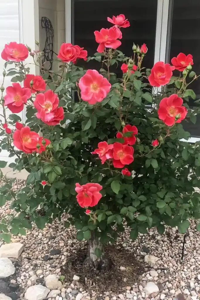 16 Best Shrubs For Front of House to Boost Your Curb Appeal 🌹 7. Rose (Rosa spp.)
