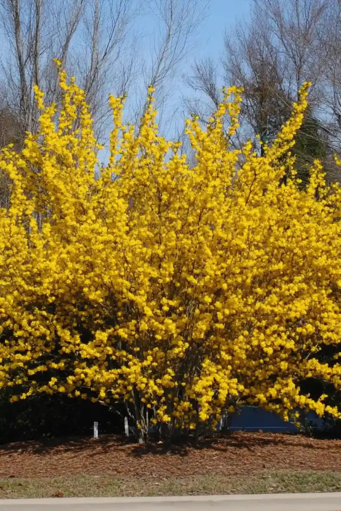 16 Best Shrubs For Front of House to Boost Your Curb Appeal ☀️ 2. Forsythia (Forsythia spp.)