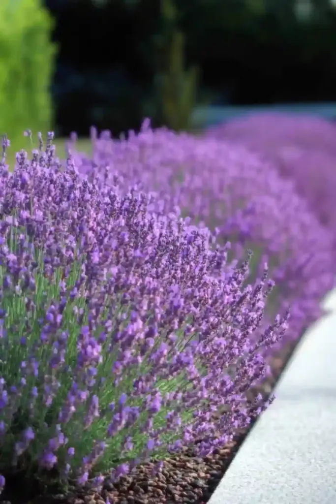 💜 7. Lavender (Lavandula spp.)