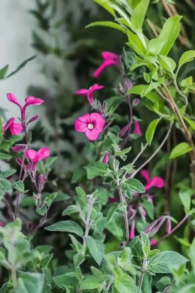 🔮 13. Salvia (Salvia spp.)
