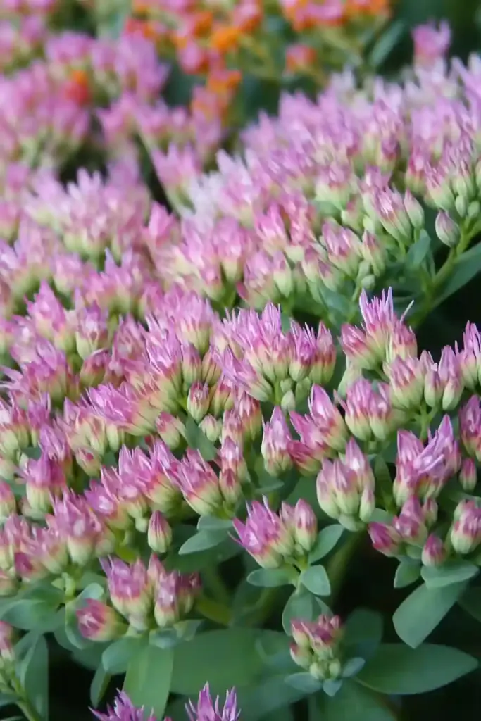 🌸 3. Sedum ‘Autumn Joy’