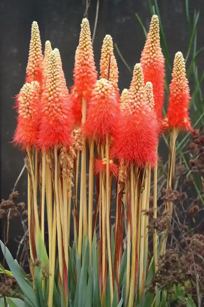 🔥 16. Red Hot Poker (Kniphofia spp.)